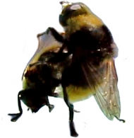 insectual intimacy