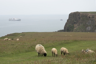 Bude_Sheep_Ship